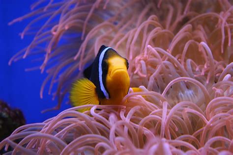 Hd Wallpaper Black And Yellow Fish Clown Fish Nemo Animal Nature