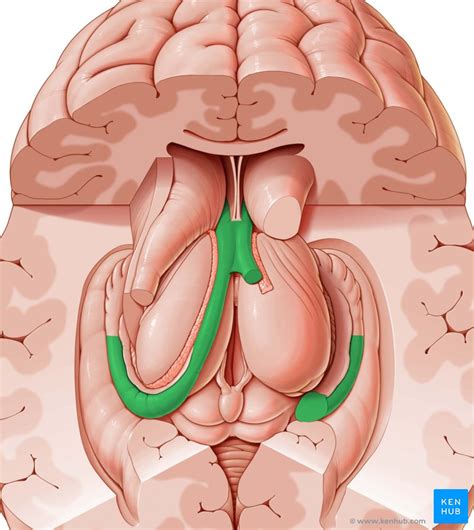 Fornix Cerebri Anatomie Funktion Und Klinik Kenhub