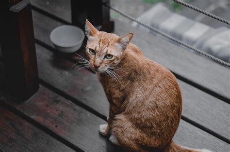 How Long Can a Cat Go Without Eating? What Owners Need to Know - The ...