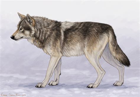 Gray Wolf By Makangeni On Deviantart