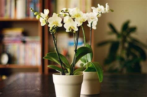 9 plantas y flores que atraen la energía positiva a tu casa