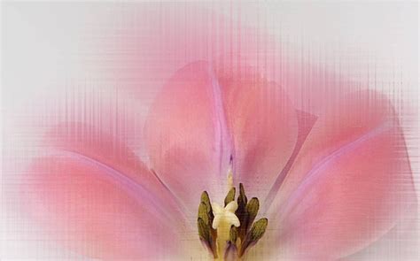 Pink Tulip Closeup Pink Day Photo Background And Picture For Free