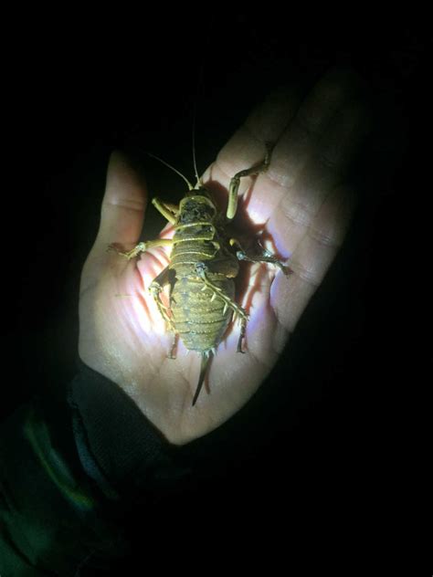 7 Weta Facts - Endemic Insects - New Zealand Nature Guy