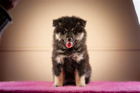 Tundrai Finnish Lapphunds Girls