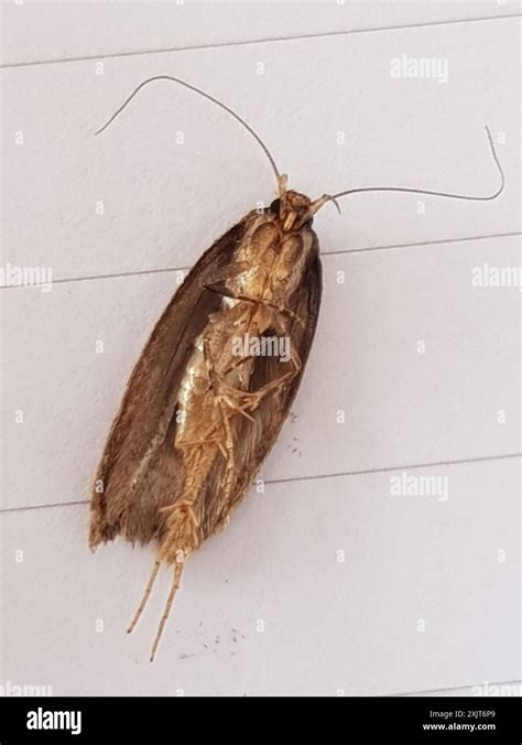 Brown House Moth Hofmannophila Pseudospretella Insecta Stock Photo