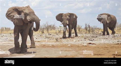 elephants in Africa Stock Photo - Alamy