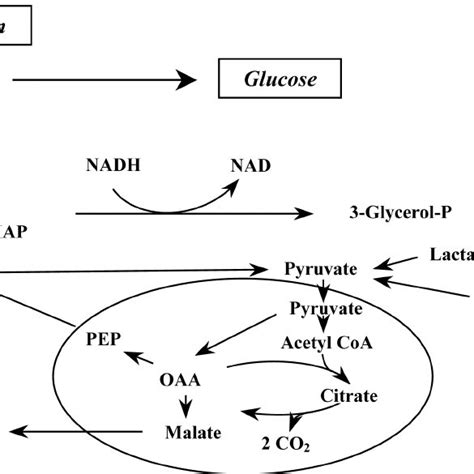 The Common Pathway Of Glyceroneogenesis And Gluconeogenesis In The