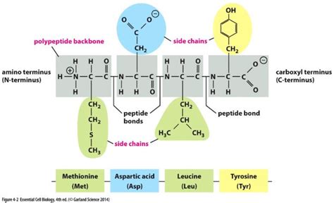 Protein Structure Diagram Quizlet