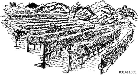 Vineyard Drawing at PaintingValley.com | Explore collection of Vineyard Drawing