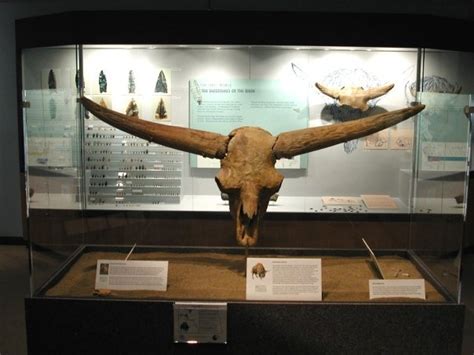 an animal skull is on display in a glass case