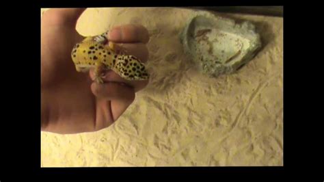 Sexing Leopard Geckos Youtube