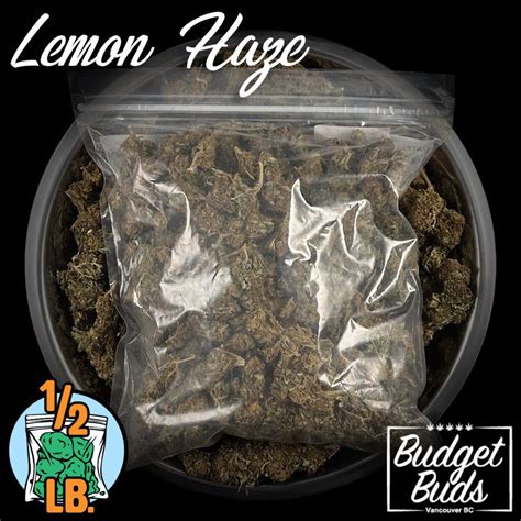 Lemon Haze Sativa Greenhouse Half Pound Budget Buds