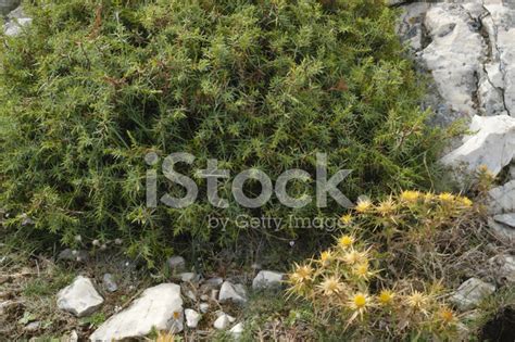 Mediterranean Plants Stock Photo | Royalty-Free | FreeImages