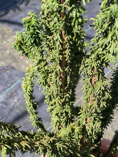 Chamaecyparis Obtusa Chirimen Hinoki Cypress Maple Ridge Nursery