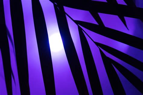 Palm Tree Neon Light - Free photo on Pixabay - Pixabay