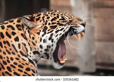 Leopard Roar Images, Stock Photos & Vectors | Shutterstock