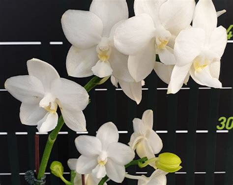 Phal. Tzu Chiang Chrisna, Fragrant Smell Like Roses! - Etsy