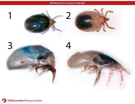 tick growth appearance faqs tickencounter
