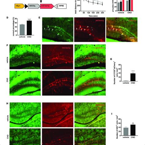 Activation Of Pv Neurons In The Dentate Gyrus Dg Is Sufficient To