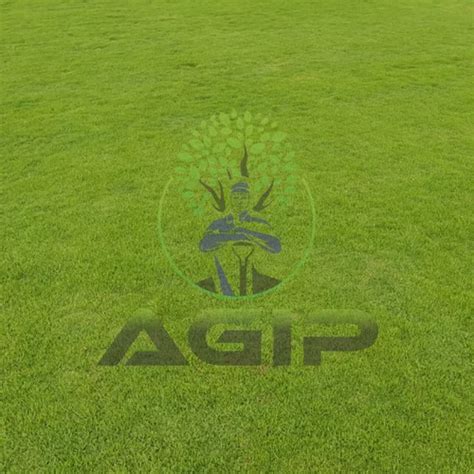 Rectangular Natural Nilgiri Grass For Garden 5 Feet At Rs 10 Sq Ft In