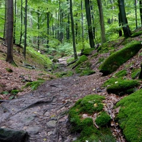 Wandern Pf Lzer Rundwanderung Mit Einkehr Nfh Sauermilcht Lchen