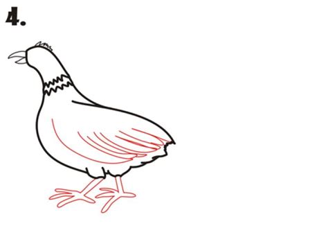 How To Draw A Pheasant Easy Drawing Tutorial