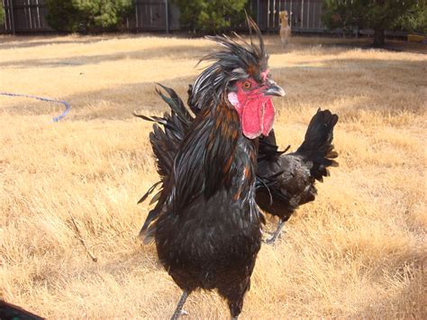 Rooster Got A Crazy Hair Do Melanie Sampley Flickr