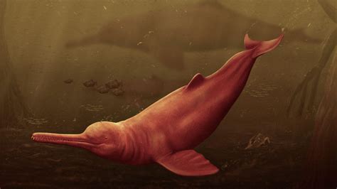 ancient freshwater dolphin discovered  amazon amnh