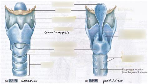 Larynx Anterior And Posterior View Diagram Quizlet The Best Porn Website