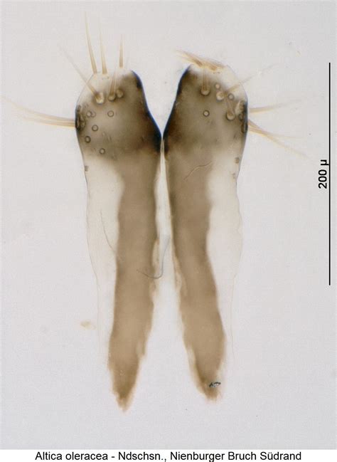 Altica Bestimmungstabelle