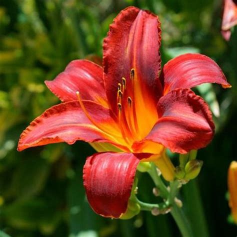 Градината - Хемерокалис, Hemerocallis