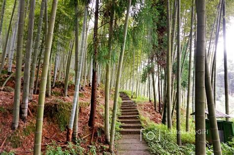 大美泸州，秀美纳溪，纳里很美，溪望你来 泸州游记攻略【同程旅游攻略】