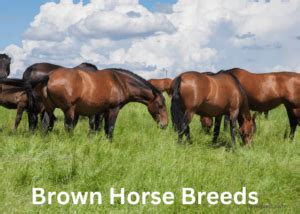 20 Brown Horse Breeds: A Comprehensive Guide