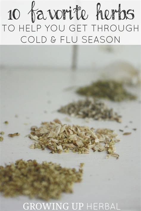 10 Favorite Herbs To Help You Get Through Cold And Flu Season Growing