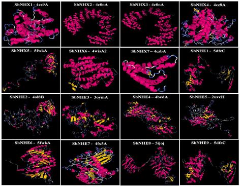 Genes Free Full Text Genome Wide Identification And Analysis Of