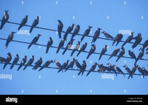 HOUSE CROW Corvus splendens Stock Photo - Alamy