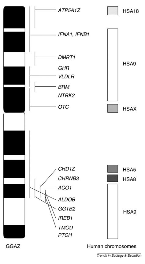 Evolution Of The Avian Sex Chromosomes And Their Role In Sex Determination Trends In Ecology