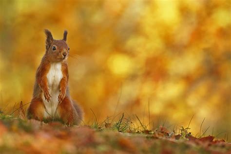 Red Squirrel gallery, Neil Mcintyre photography