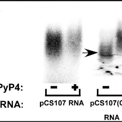 TMPyP4 destabilizes in vitro a secondary structure of 5 0 -(CGG) 33 ... 