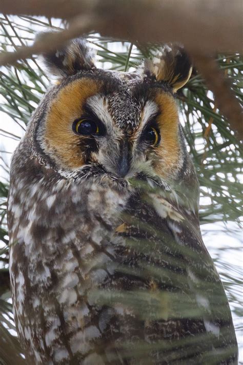 eBird Québec Checklist 11 Feb 2024 Domaine de Maizerets 8 species