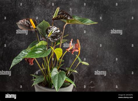 Black Queen Anthurium Andreanum over dark background. Flamingo Flower ...