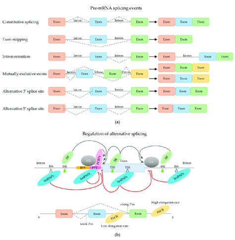 Pre MRNA Splicing Events And Regulation Of Alternative Splicing A