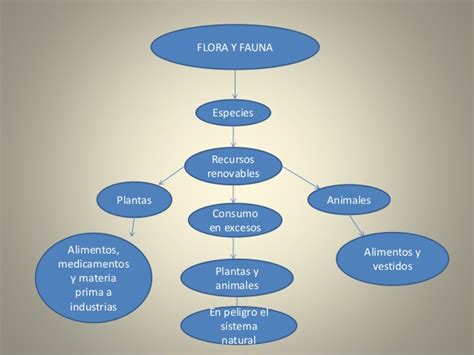 Flora Y Fauna Diferencias Y Similitudes Cuadro Comparativo Porn Sex