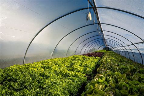 Greenhouse Agriculture Vegetable Farming Original Free Photo Rawpixel