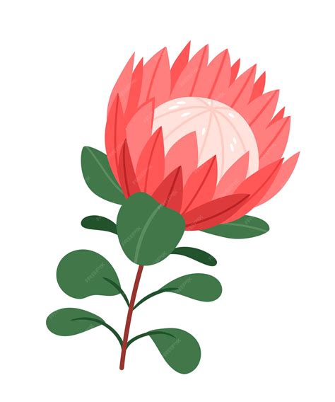 Premium Vector Protea Flower On A White Backgroundtropical King