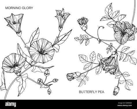 Morning Glory And Butterfly Pea Flower Drawing Illustration Black And