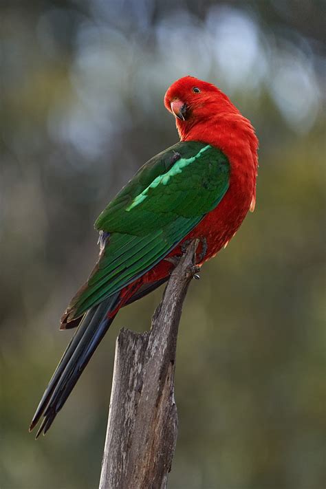 Australian King Parrot Alisterus Scapularis Kennett Rive Flickr