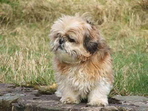 Cómo cuidar y entrenar a tu Shih Tzu Mini Guía completa