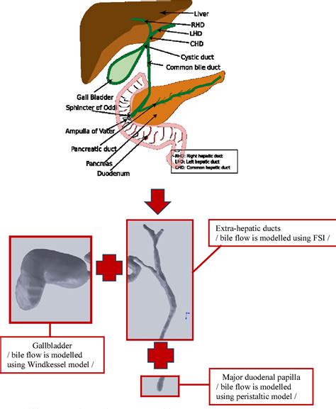 Common Bile Duct Model