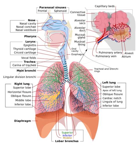 Respiratory System Diagram Labeled